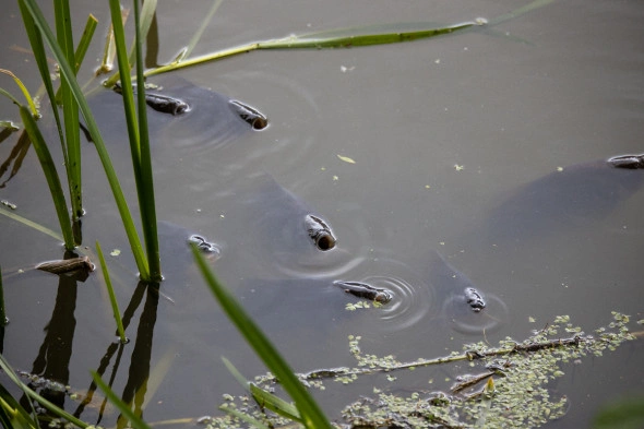 Александр Подгорчук