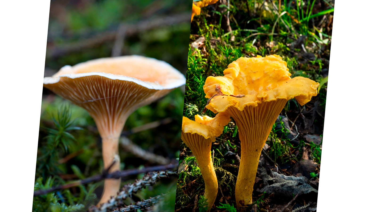 <p>Говорушка (Hygrophoropsis aurantiaca) и Лиси́чка (Canthar&eacute;llus)</p>