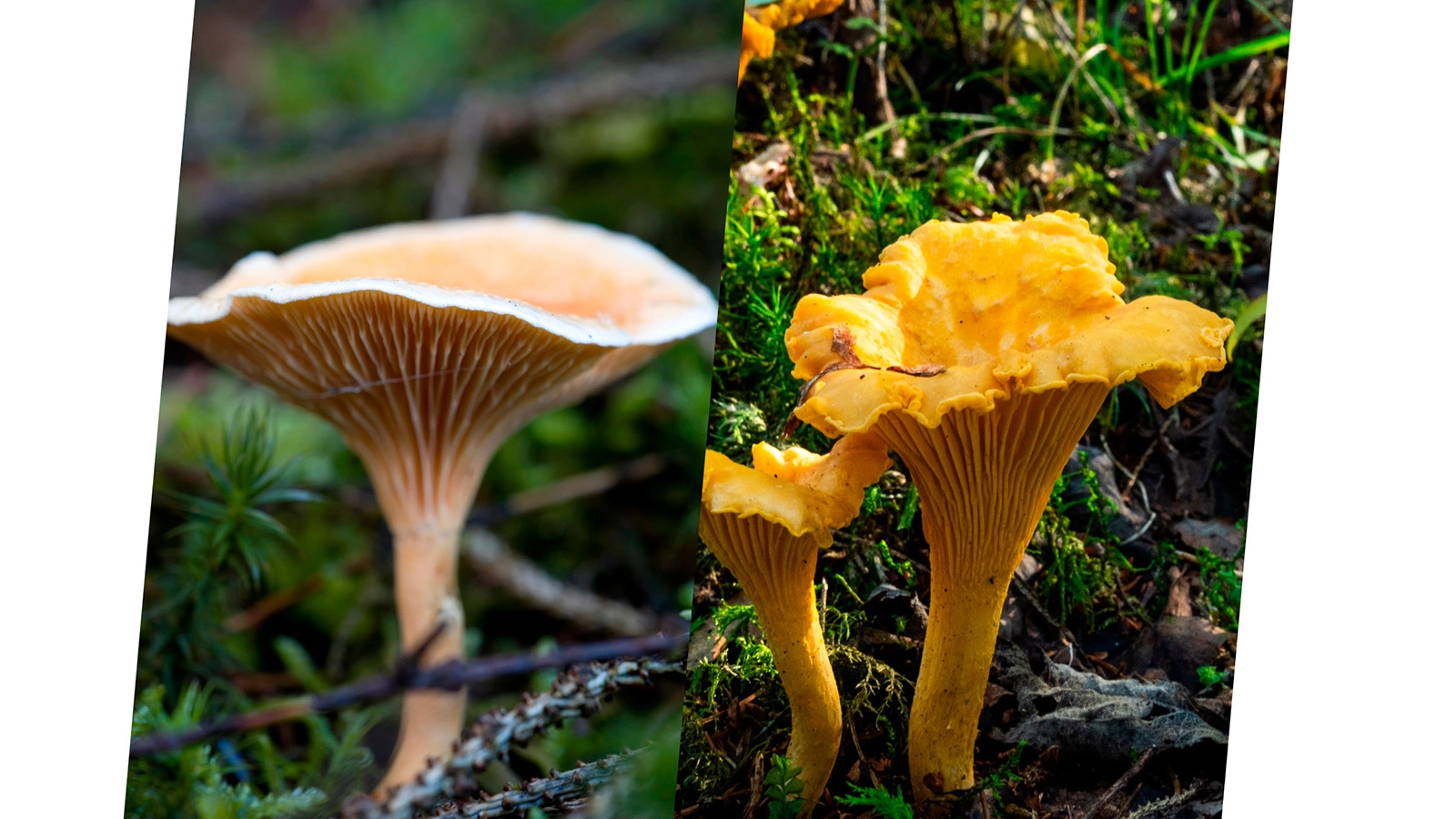 Говорушка (Hygrophoropsis aurantiaca) и Лиси́чка (Cantharéllus)