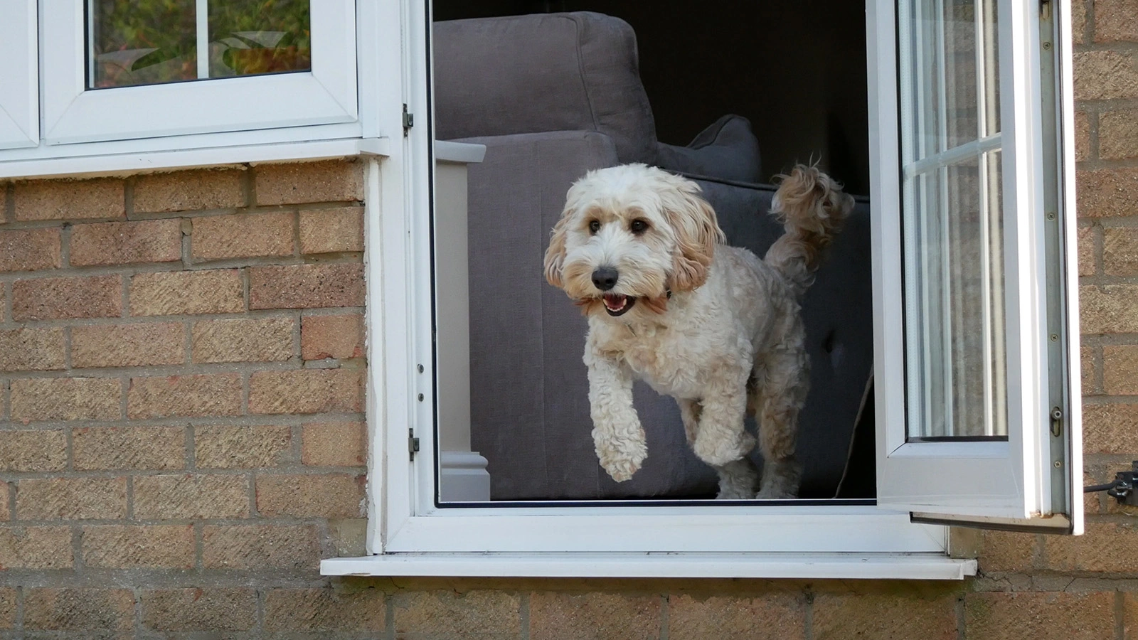 Исследование показало, как часто россияне теряли домашних животных