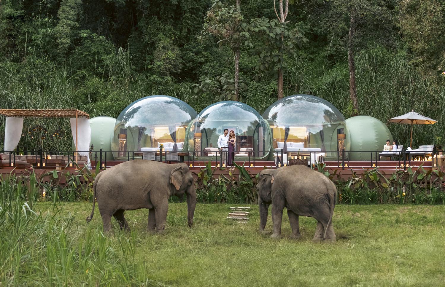 Слоны на территории отеля Anantara Golden Triangle Elephant Camp & Resort — подопечные фонда Golden Triangle Asian Elephant Foundation