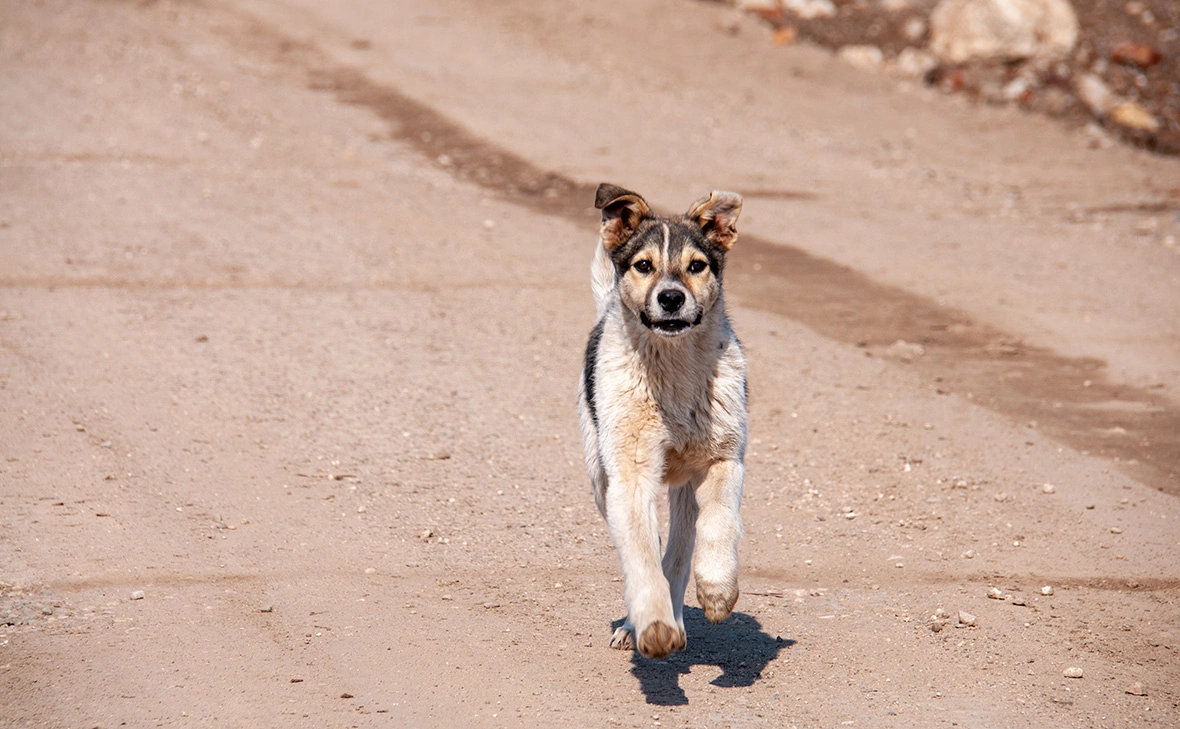 Светлана Возмилова / Global Look Press