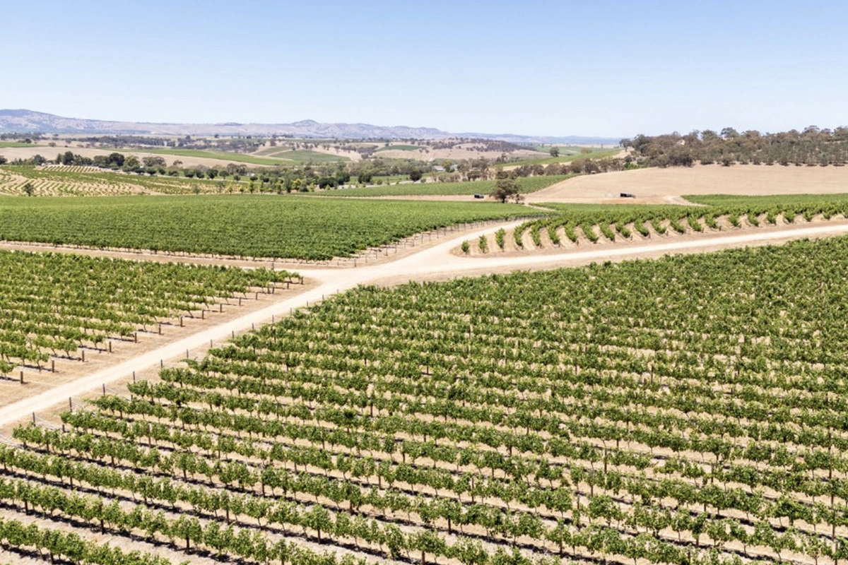 Виноградник всегда отдельный, а вот какой будет выбран для топового вина, решается каждый год отдельно