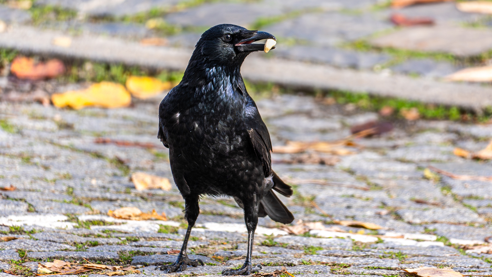 Черная ворона