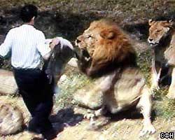Житель Тайваня  попытался обратить львов в христианство