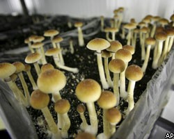 Власти Нидерландов решили судьбу галлюциногенных грибов