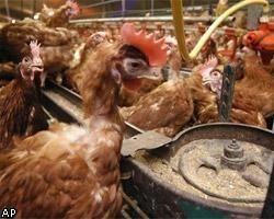 Китай вдвое повысил пошлины на импорт кур из США