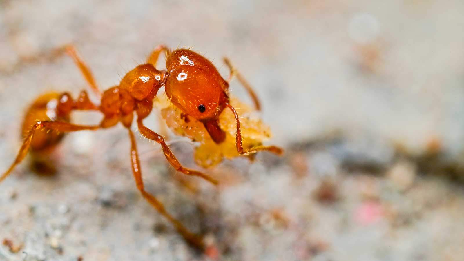<p>Красный огненный муравей</p>