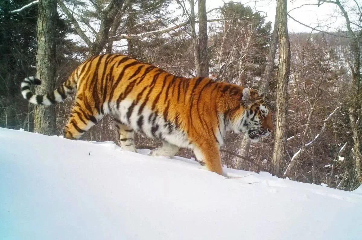 Нацпарк "Земля леопарда"