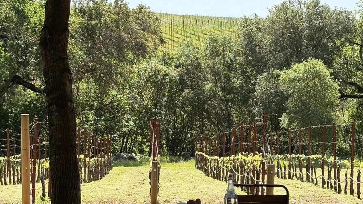 Бывший топ-менеджер Google приобрел две винодельни в Калифорнии