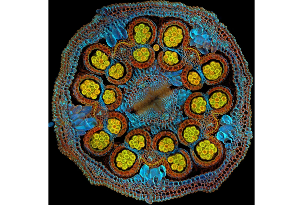 Мексиканская астра

