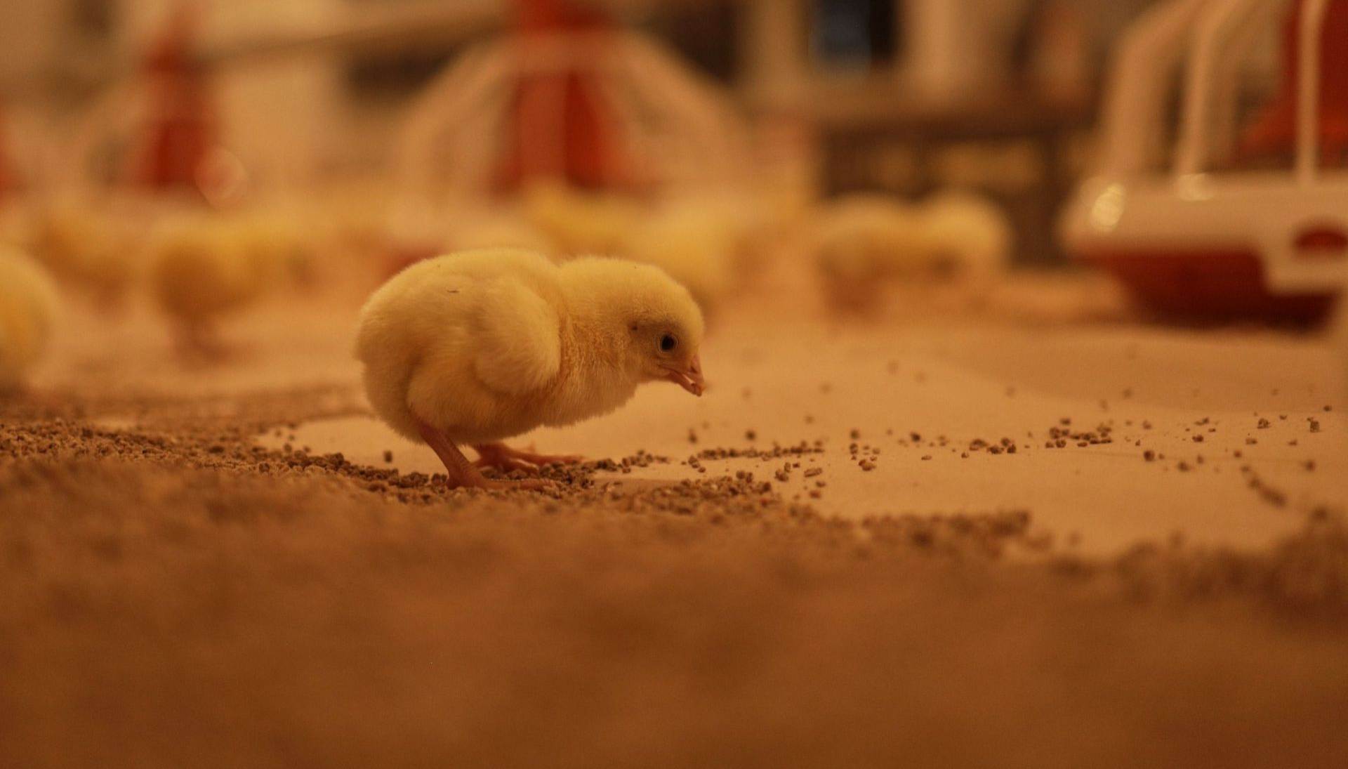 Фото: Павловская птицефабрика