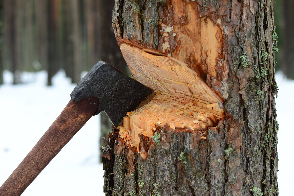 Под Череповцом шесть «черных» лесорубов вырубили лес на 700 млн рублей