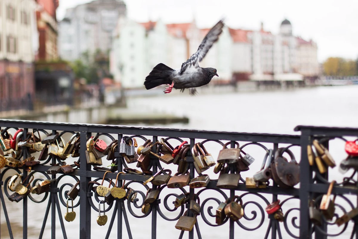 Александр Подгорчук