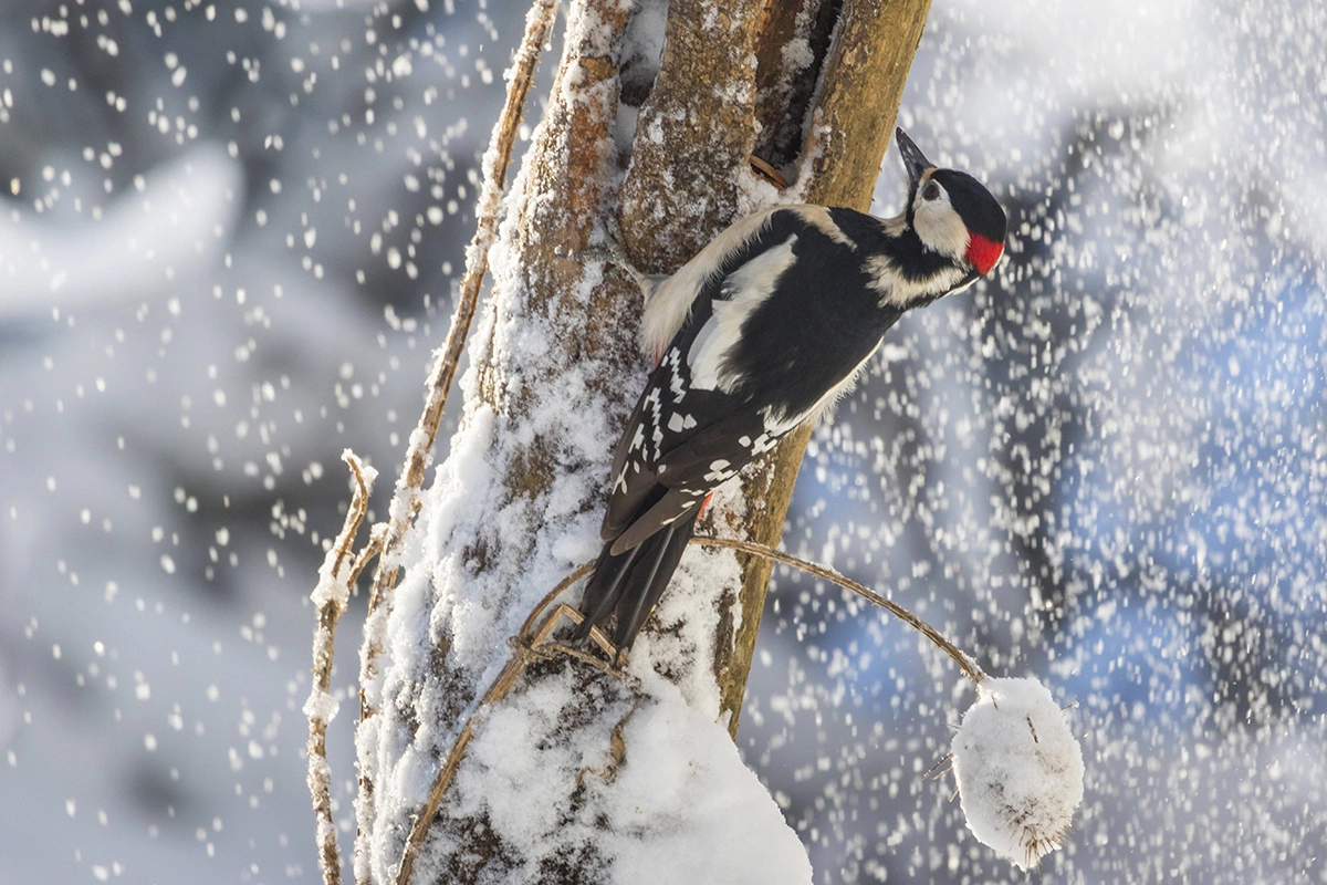 «Кузница дятла» — это щель, которую птица выдалбливает в сухой древесине, чтобы расклевывать оттуда шишки и желуди