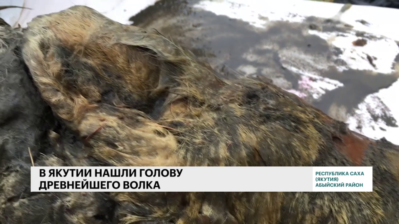 Опубликовано видео с головой волка возрастом 40 тыс. лет из Якутии