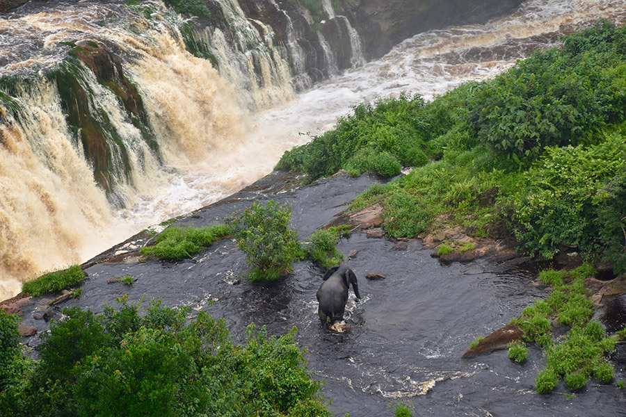 Национальный парк в Габоне, получивший название в честь реки Ивинго, являет в большей степени нетронутой территорией и занимает почти 300 га. Парк знаменит водопадами Конгу и Мингули, которые называют &laquo;чудеса Ивиндо&raquo;. В водоемах объекта, признанного всемирным наследием ЮНЕСКО, водятся эндемичные (те, что обитают в ограниченном ареале.&nbsp;&mdash; РБК) виды рыб, 13 из них находятся под угрозой исчезновения. При этом многие виды рыб в водоемах парка еще даже не описаны, а некоторые его территории практически не исследованы