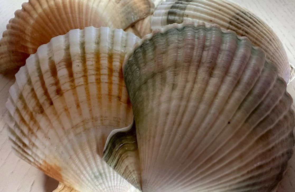 РБК Приморье