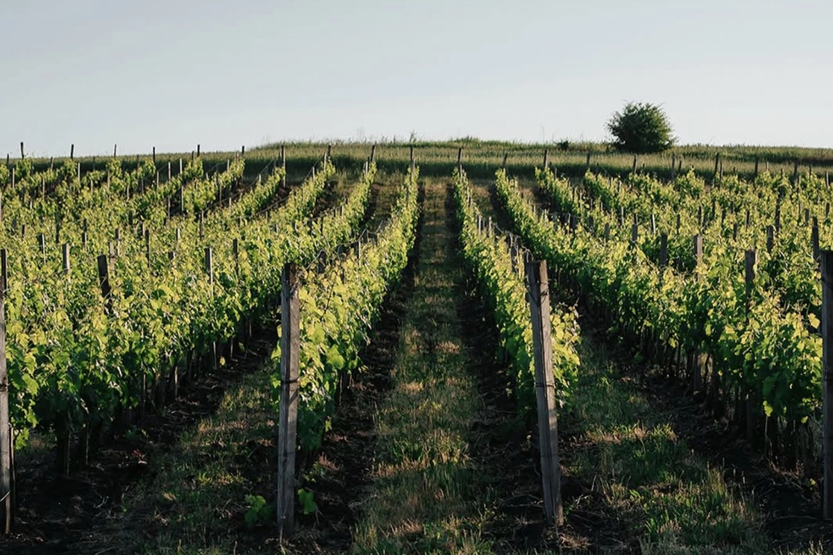 «Долина Лефкадия»