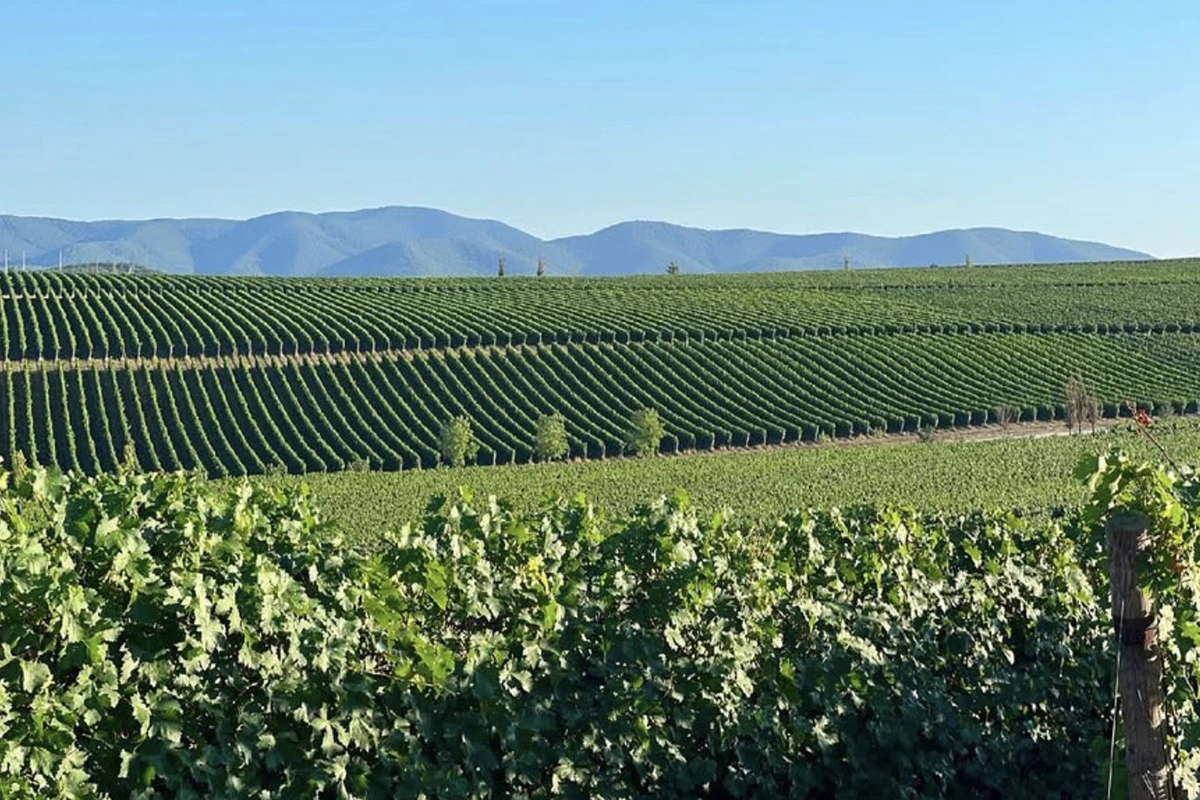 «Шумринка»