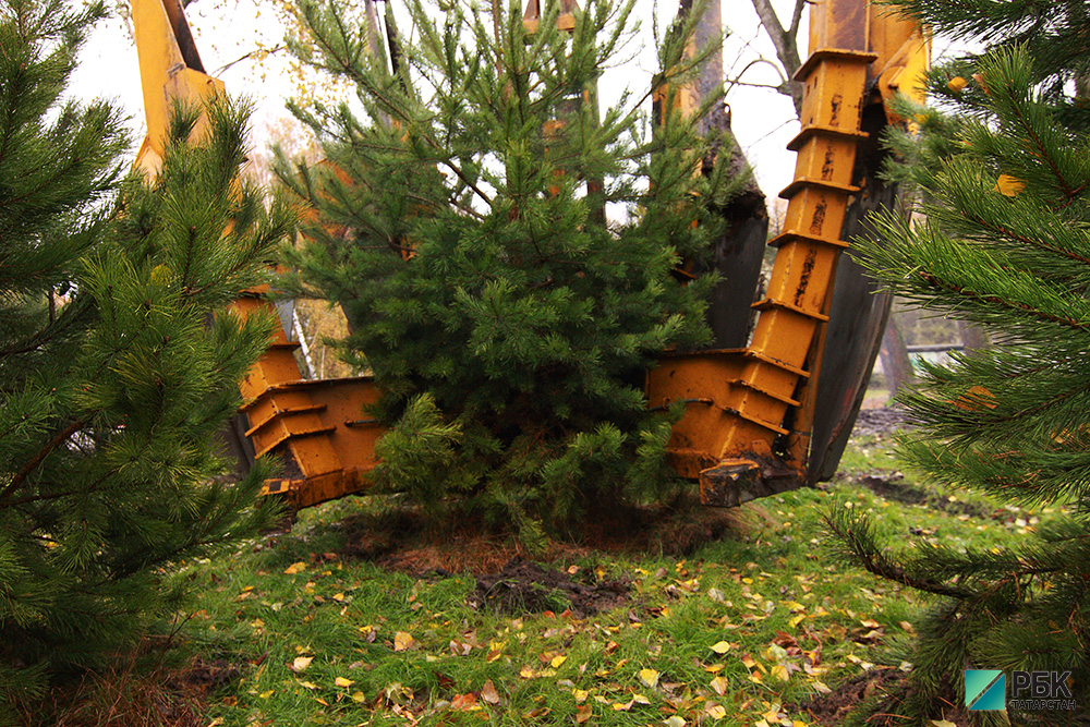 Посадка деревьев в парке Урицкого
