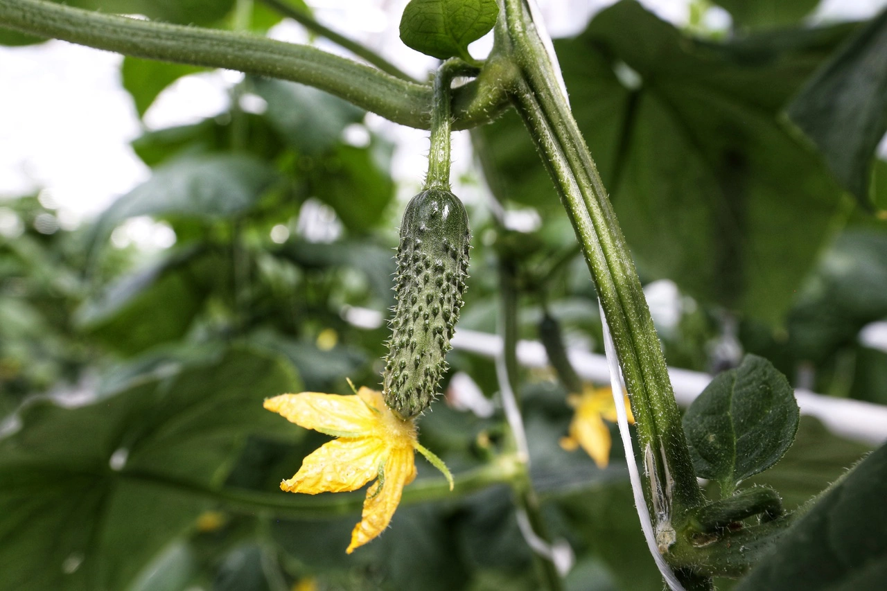 Екатерина Сычкова / РИА URA.RU