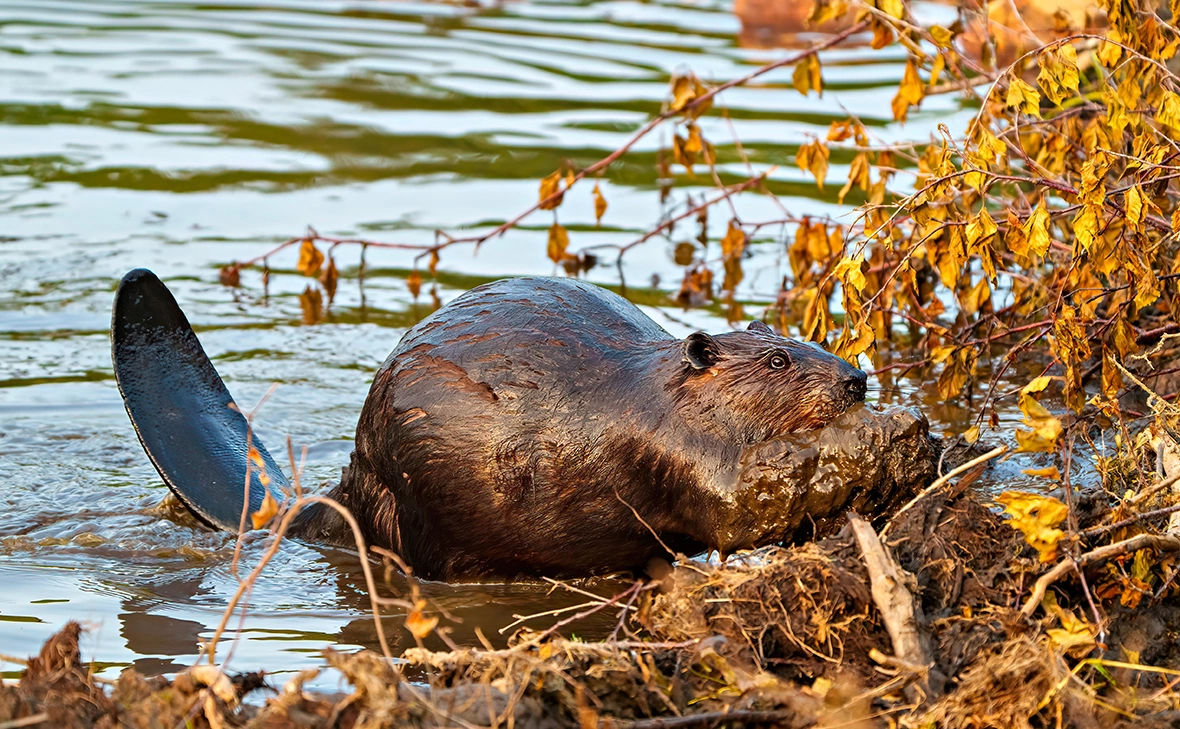 Aline Bedard / Shutterstock
