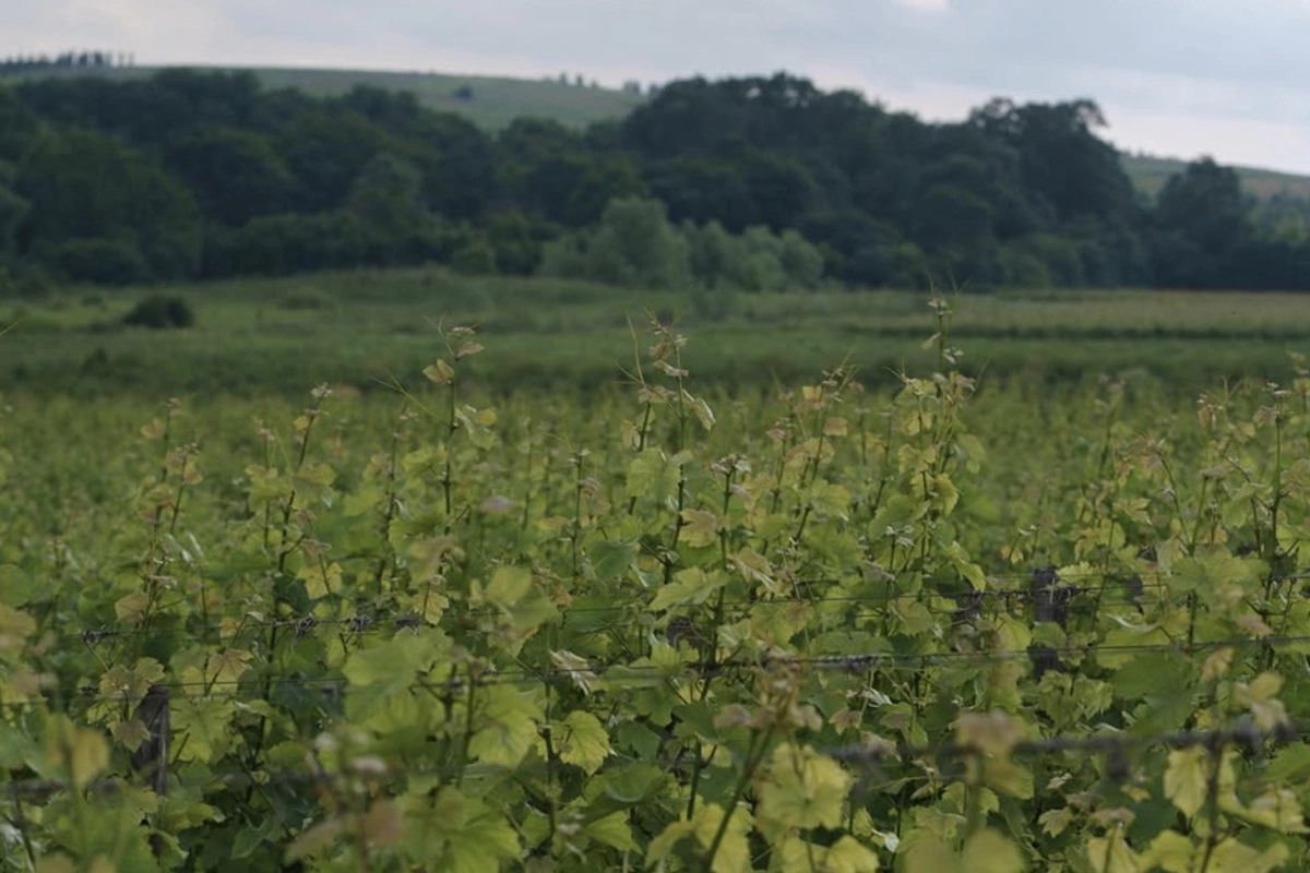 «Николаев и сыновья»