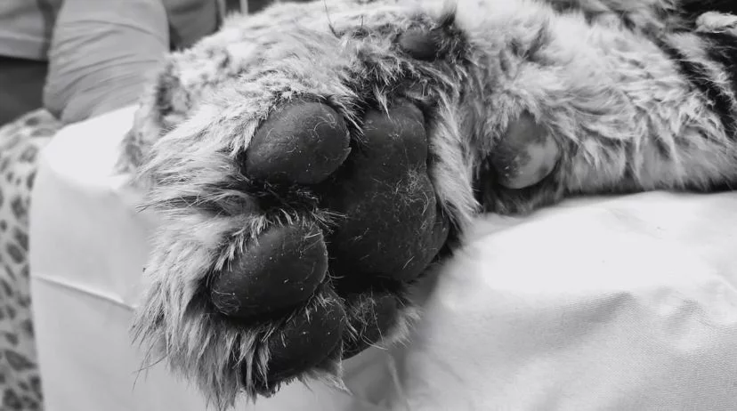 центр «Амурский тигр»