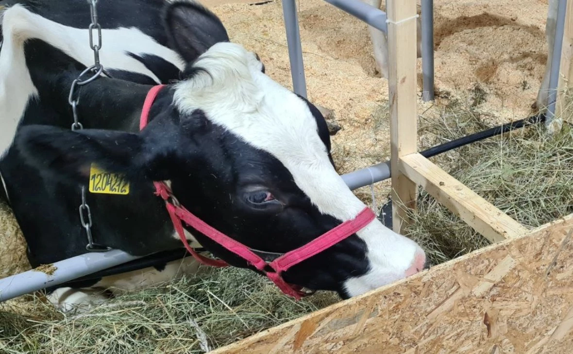 РБК Черноземье