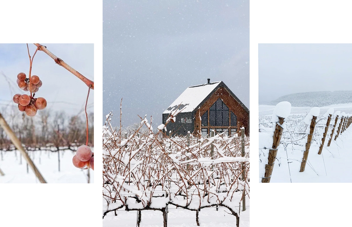 Виноградники юга России накрыла зимняя сказка. Фотогалерея