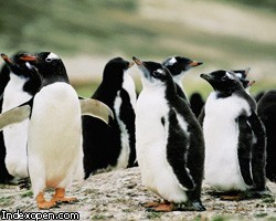 Норвегия возвела пингвина в рыцарское звание