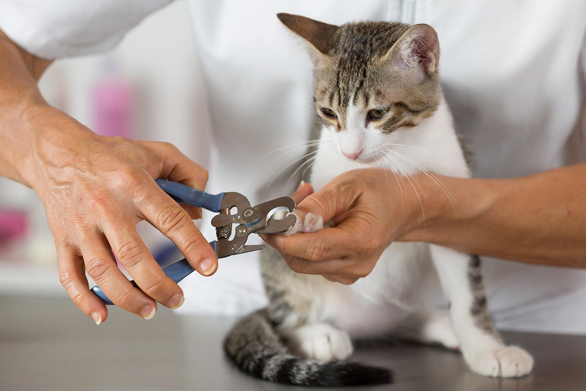 Кошкам, которые постоянно живут дома, необходимо стричь когти