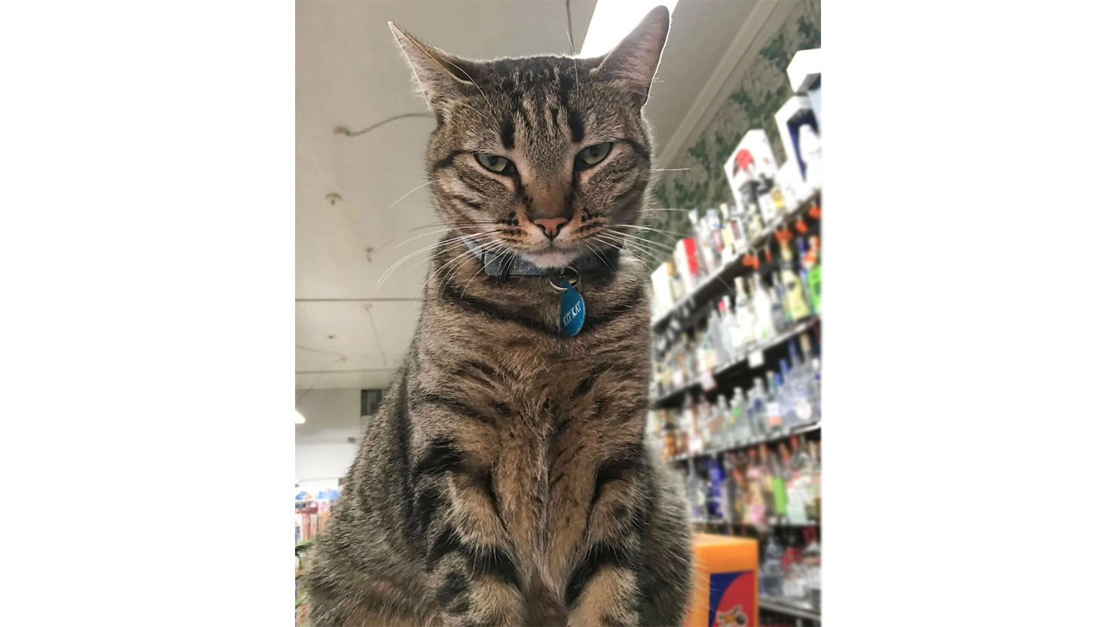 Кот по кличке КитКат