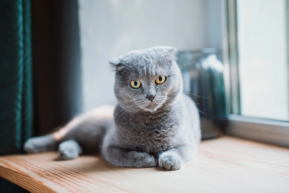 Вислоухая шотландская кошка