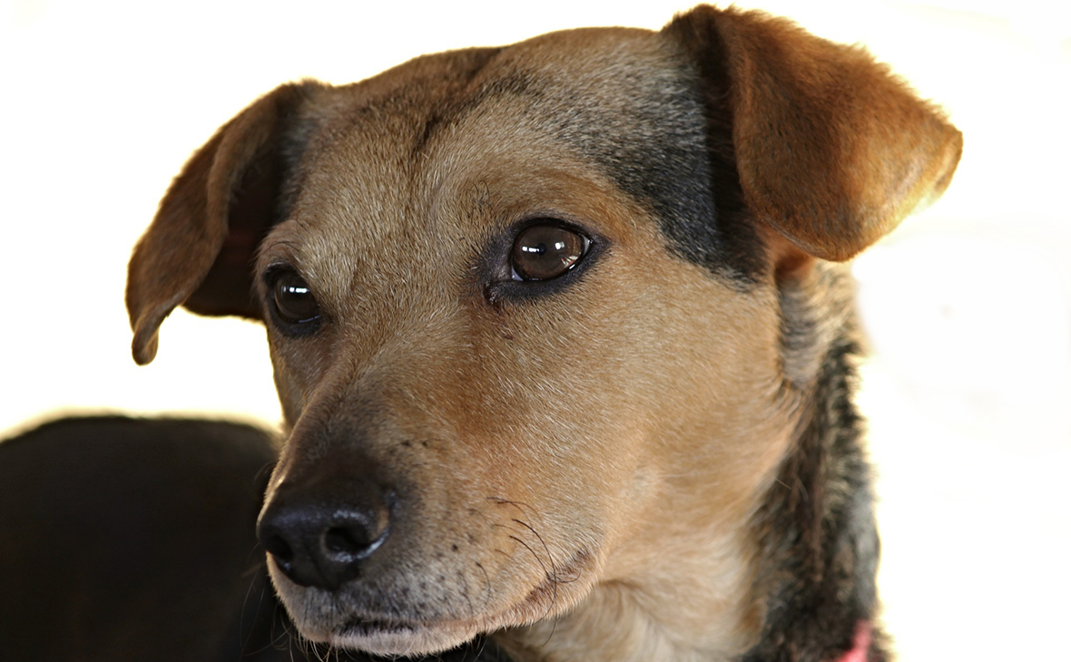 Собачья смерть: кто и почему убивал и выбрасывал собак близ Туапсе