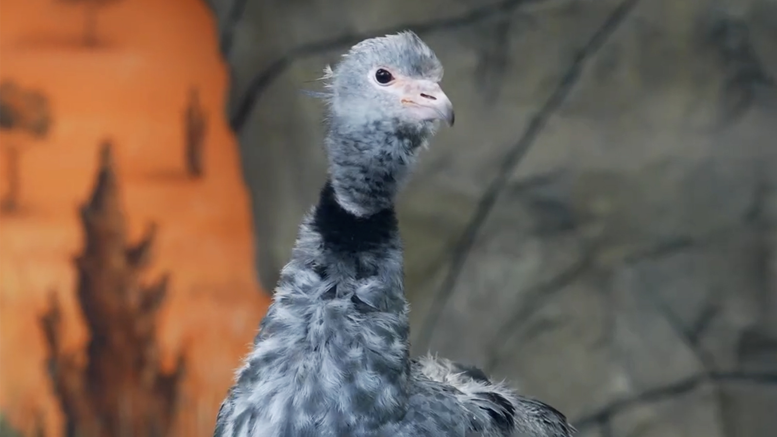 Хохлатая паламедея