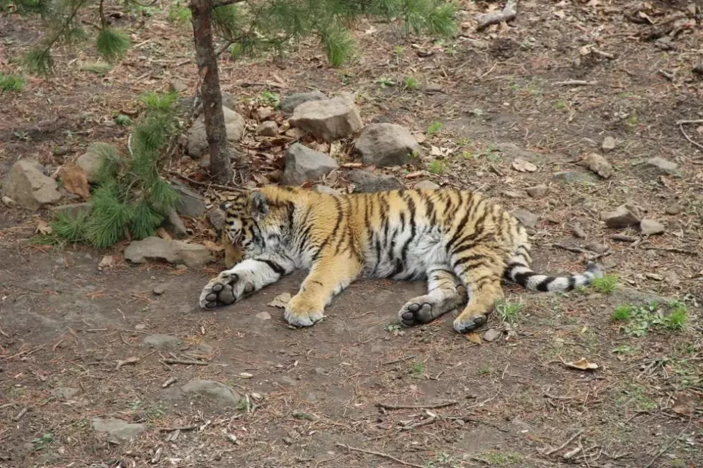 РБК Приморье