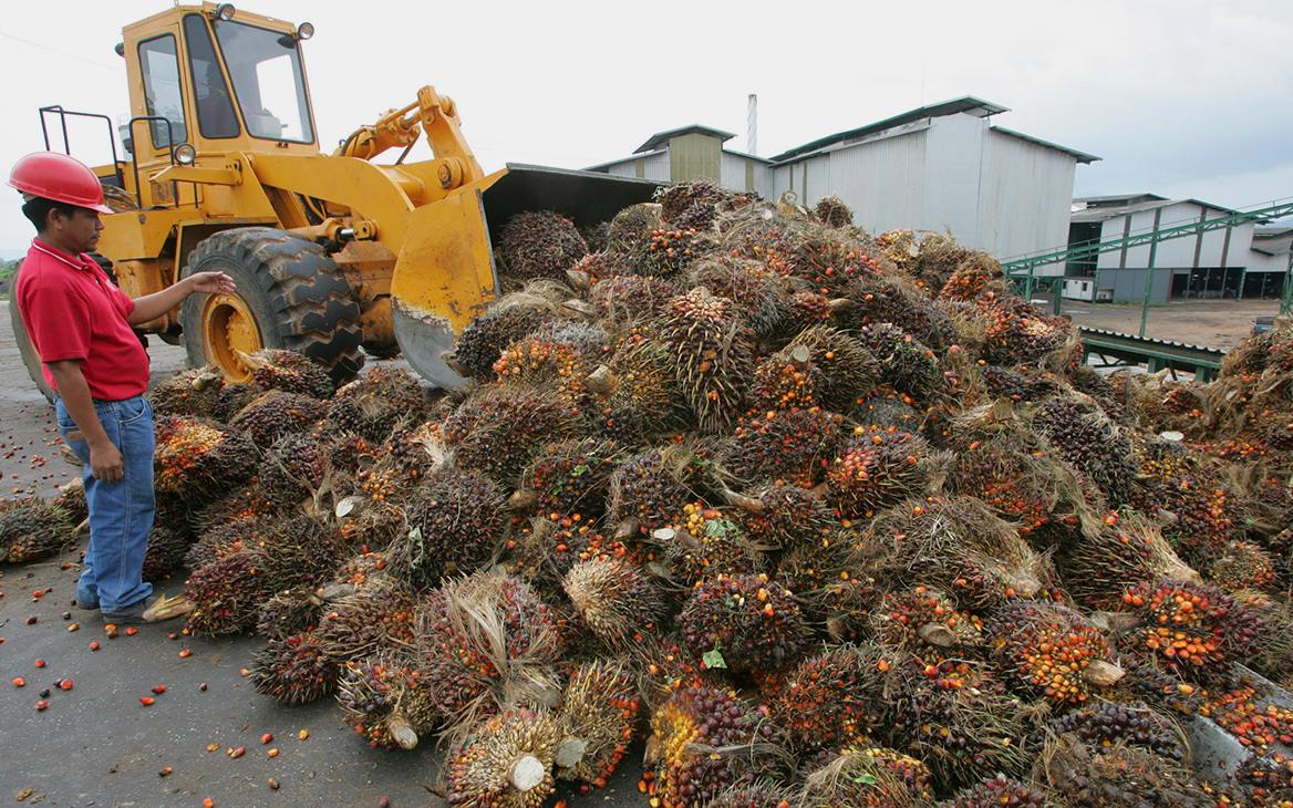 Власти обсудят запрет «грязного» пальмового масла в пищевой отрасли