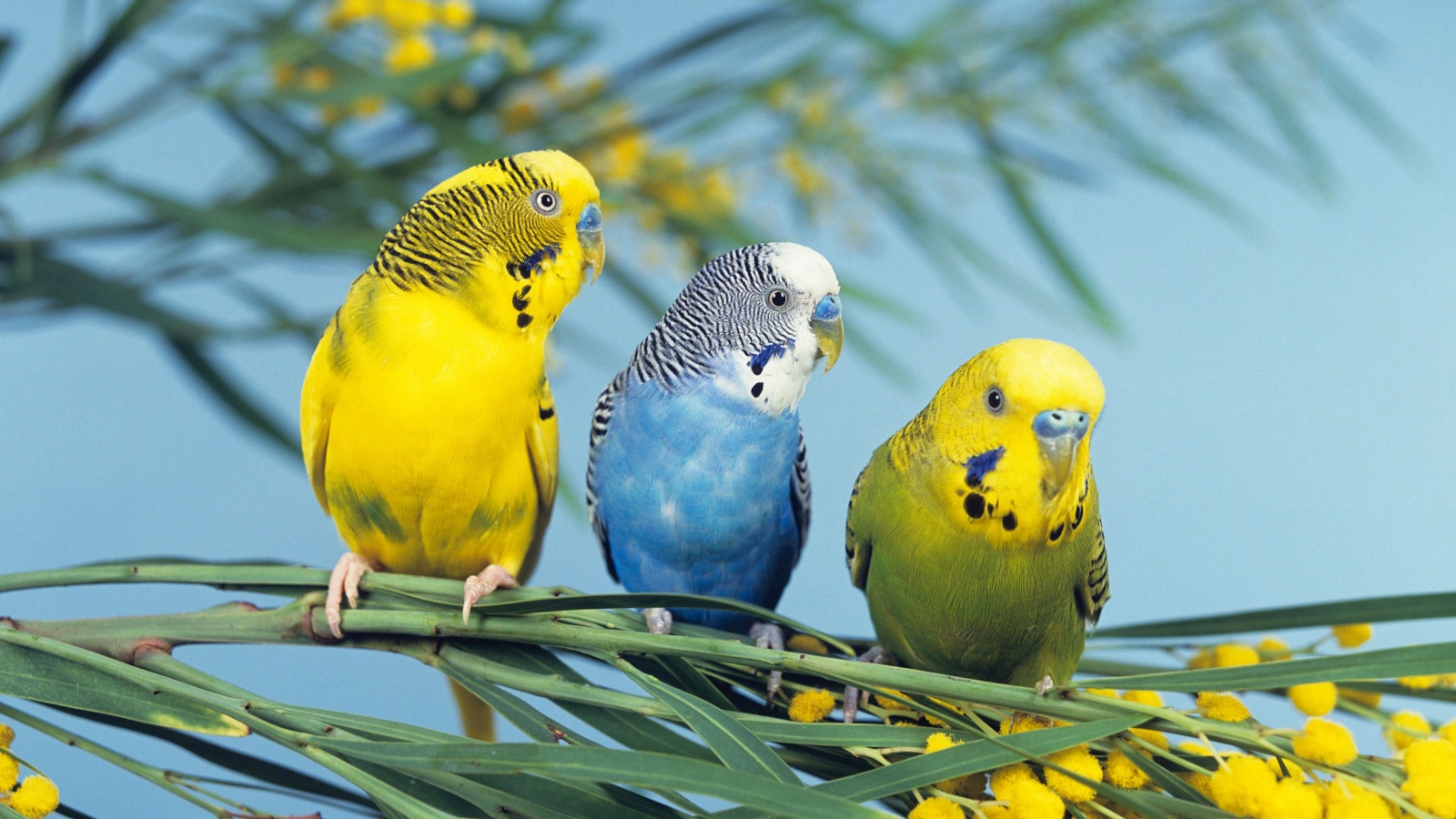 Люди начали разводить волнистых попугаев в середине XIX века, до этого они обитали в дикой природе