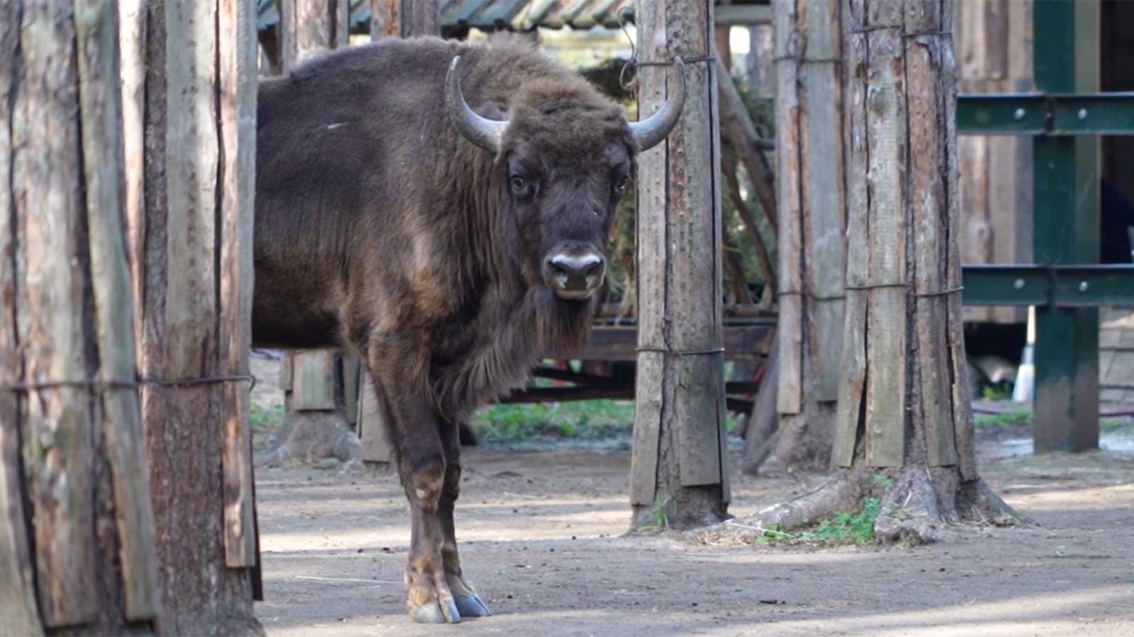 <p>Самец зубра&nbsp;Базальт в&nbsp;зоосаде вотчины Деда Мороза в Великом Устюге</p>