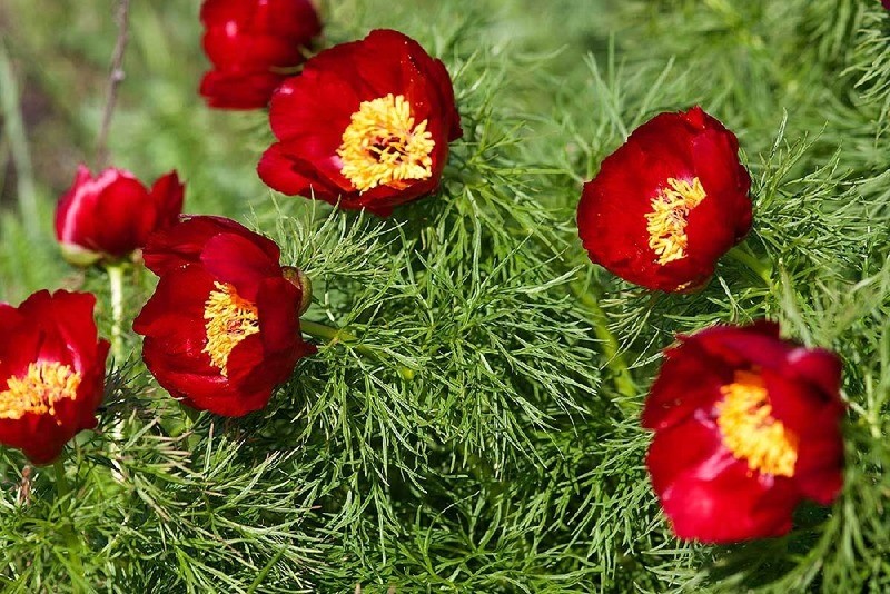 Пион тонколистный (лат. Paeonia Tenuifolia)