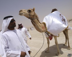 Участник верблюжьего конкурса красоты продан за $2,7 млн