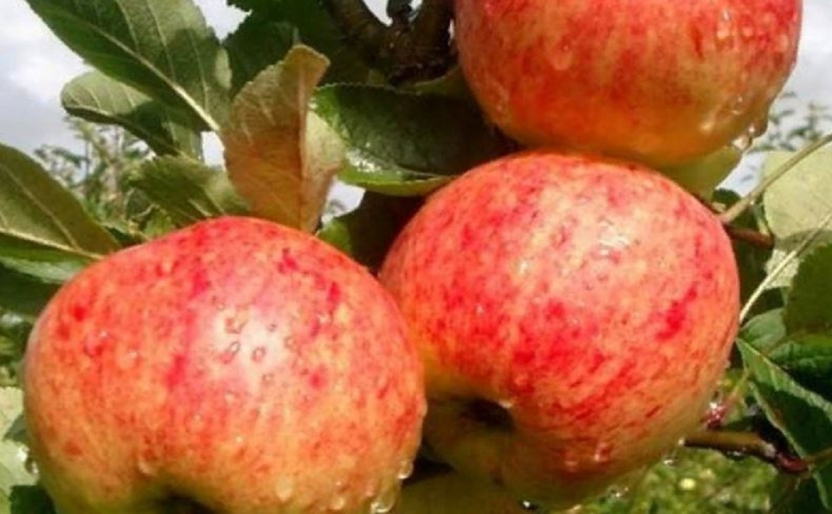 Селекционеры Башкирии вывели новый ранне-зимний сорт яблони — РБК