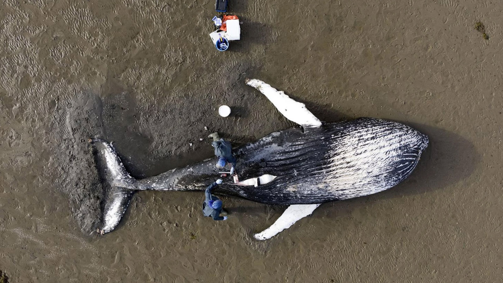 <p>Ученые из Университета Глазго, изучающие&nbsp;феномен выброса морских животных на берег (SMASS),&nbsp; проводят вскрытие выброшенного на берег горбатого кита</p>