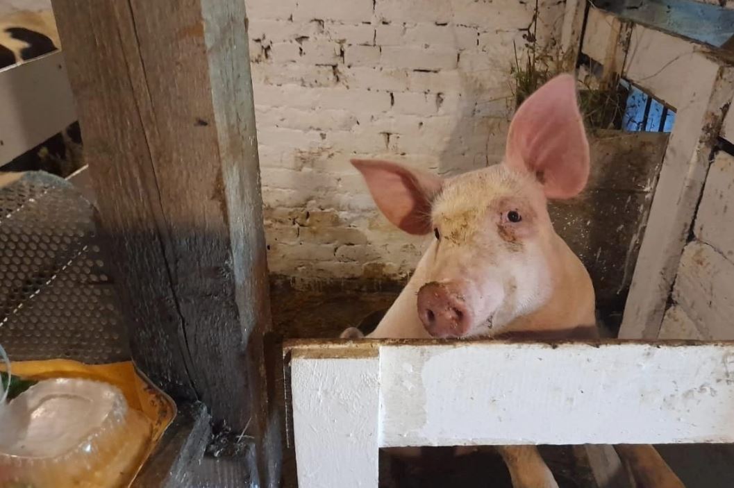 В Вологодской области предлагают перепрофилировать мелкие свинофермы