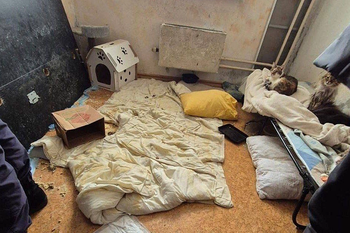 В Москве прокуратура выявила квартиру с 18 кошками и 13 собаками
