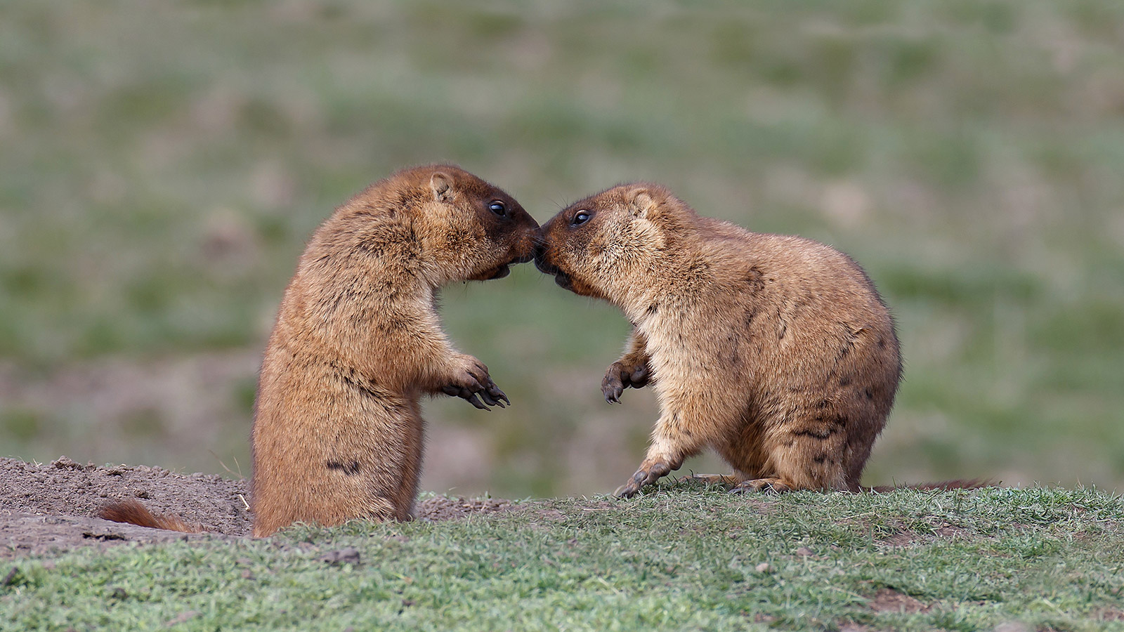 <p>Степные сурки (Marmota bobak)</p>