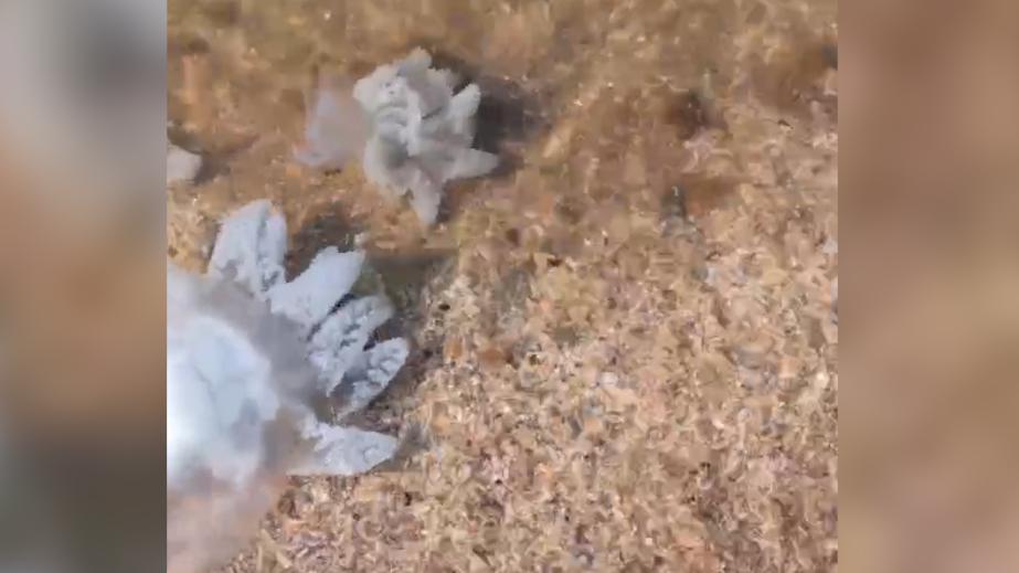 Медузы заполонили Азовское побережье Краснодарского края. Видео