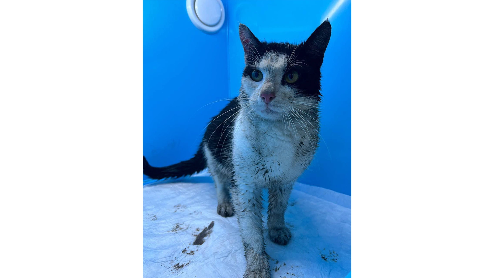 Спасенный кот на набережной канала Грибоедова